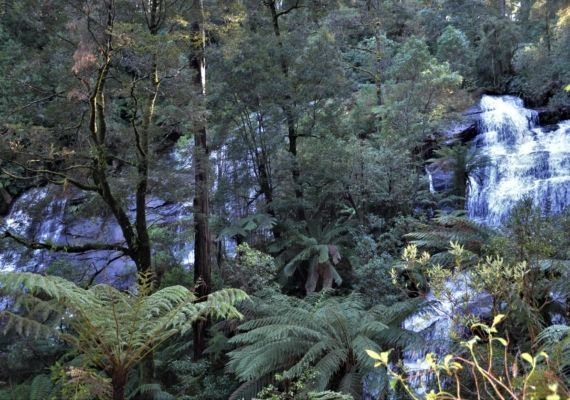 View of Triplet Falls through the lush rainforest vegetation