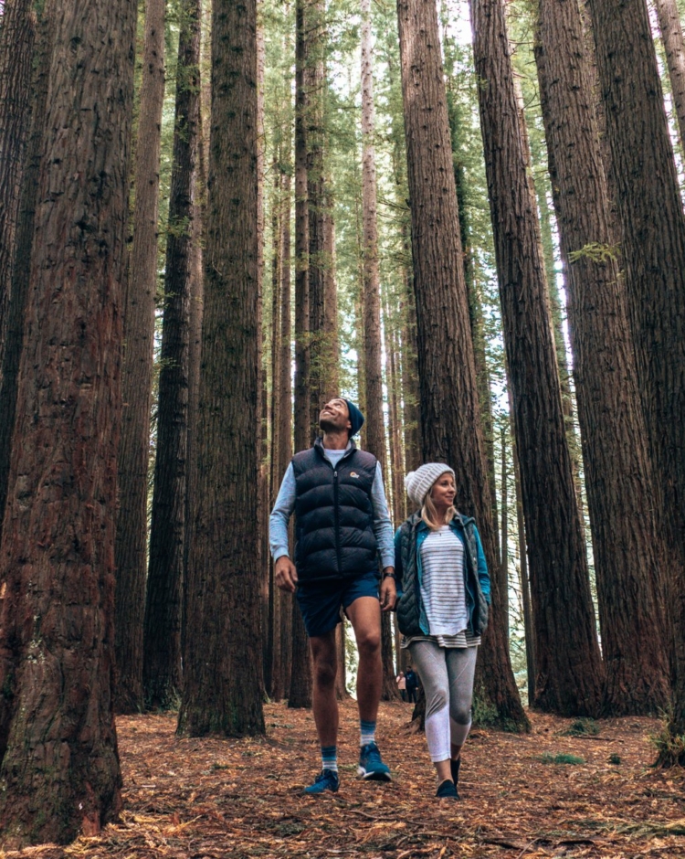 are dogs allowed in the redwood forest