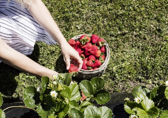 Close up of a females hands while she is picking strawberries