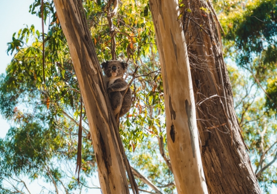 12 apostles wildlife koala