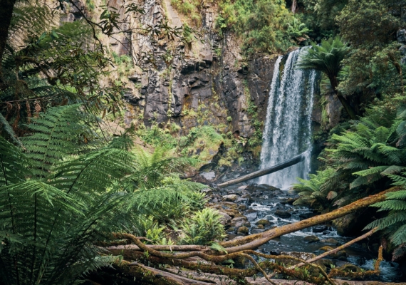 Hopetoun Falls Beech Forest Otways Great Ocean Road